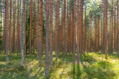 İsveç 'te bahar güneşinde çam ağacı ormanı ve yeşil orman zemini.