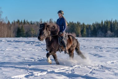 Koyu renkli İzlanda atıyla karlı bir arazide gezen İsveçli genç bir kadının güneşli manzarası. Parlak kış güneşinde ve ışıltılı çağlayanlarda ya da kar damlalarında