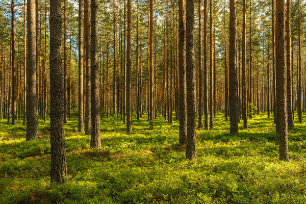 Beautiful summer view of a well cared and lush green pine forest in Sweden, with green blueberry sprigs covering the forest floor and sunlight shining through the branches