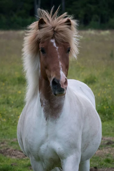 Bonito Cavalo Islandês Jovem Pinto Colorido Branco Com Cabeça Marrom — Fotografia de Stock