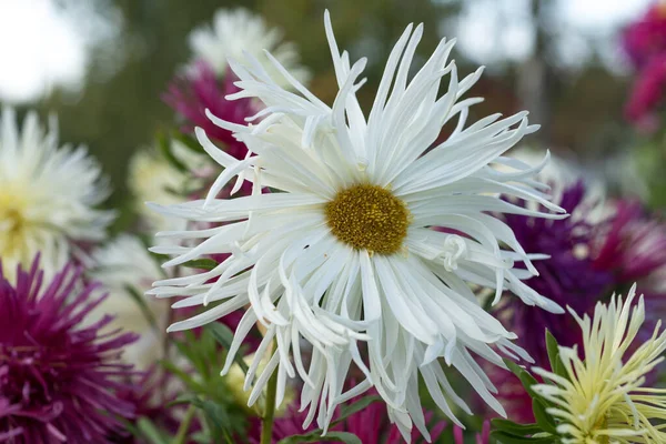 Gros Plan Fleur Aster Blanche Avec Beaucoup Autres Fleurs Douces — Photo