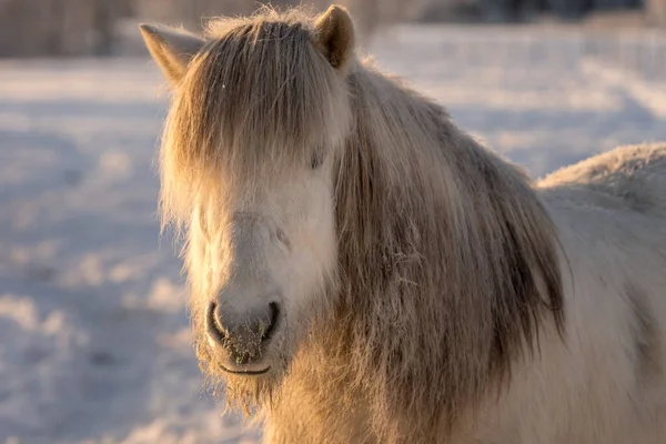 Cavallo Islandese Bianco Nel Periodo Invernale Gelido Con Sole Cavallo — Foto Stock