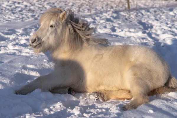 Cavalo Islandês Branco Duro Deitado Descansando Neve Sob Sol Brilhante — Fotografia de Stock