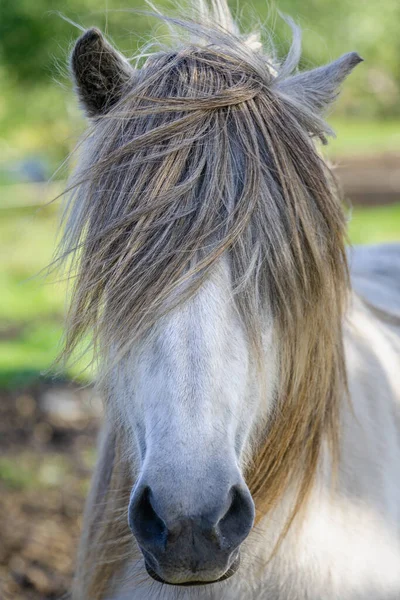 Close Portrait White Icelandic Horse Stallion Wind Blowing His Long — Stock Photo, Image