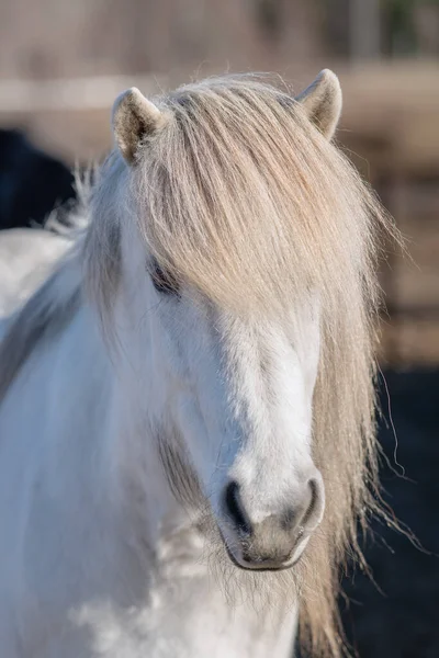 Vit Islandshäst Med Lång Grå Man Som Glöder Starkt Solljus — Stockfoto