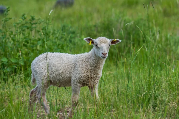 Közelről Látható Egyetlen Fehér Bárány Áll Egy Buja Zöld Legelő — Stock Fotó