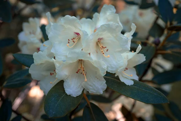 Racimo Hermosas Flores Rododendro Blanco —  Fotos de Stock