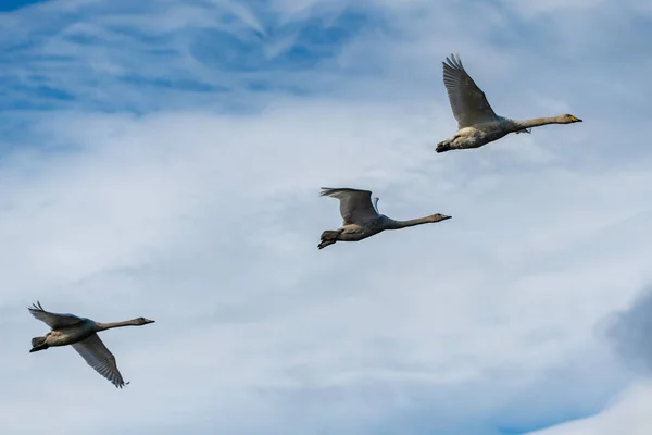 Whopper Cisnes Volando Formación Contra Cielo Azul Blanco —  Fotos de Stock
