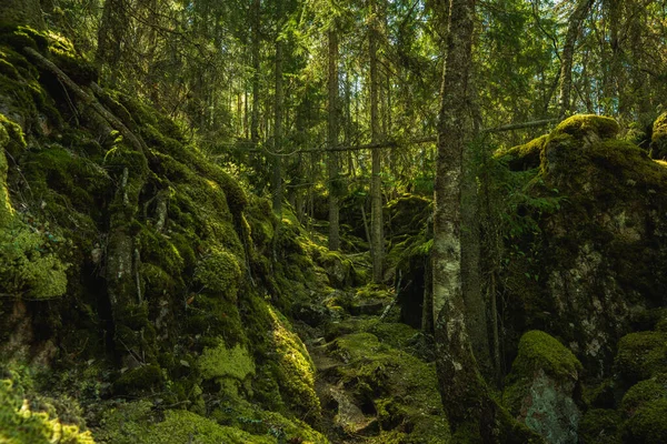 İsveç 'te bir dağın eteklerinde, yosun kaplı kayalar ve yemyeşil köknar ağaçları olan güzel ve vahşi bir orman.