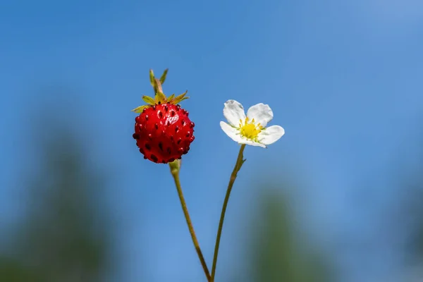 Niedriger Winkel Nahaufnahme Einer Reifen Walderdbeere Und Ihrer Weißen Und — Stockfoto