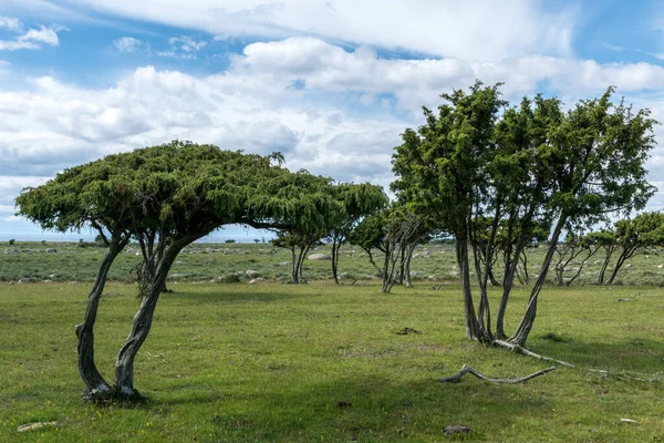 Árboles Arbustos Soplados Por Viento Extremo Sur Isla Oland Situado — Foto de Stock