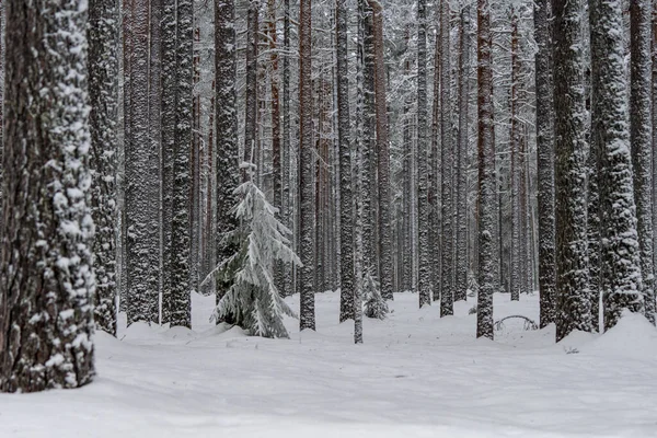 Winter Forest Northern Sweden Ground All Trees Covered Snow — Stock Photo, Image