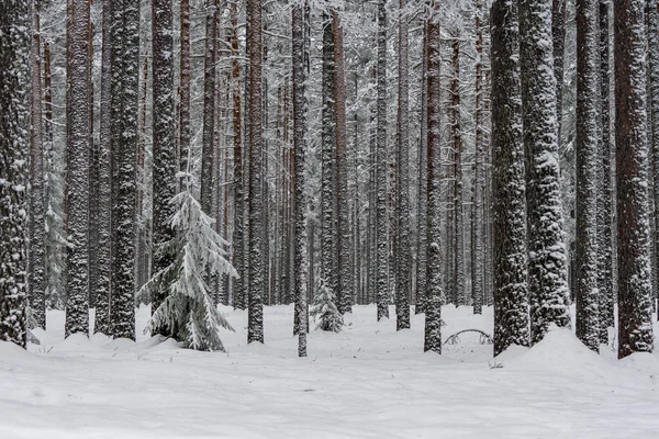 Dicht Winterbos Met Dennenbomen Bedekt Met Sneeuw Vorst Een Ijskoude — Stockfoto