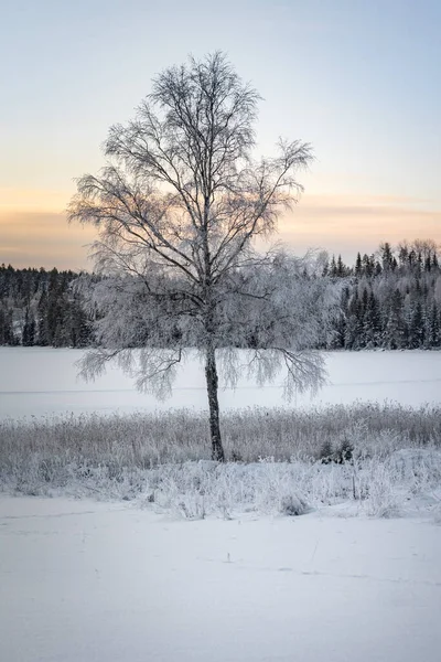 Frost Covered Tree Freezing Landscape Shot Sweden — Stock Photo, Image