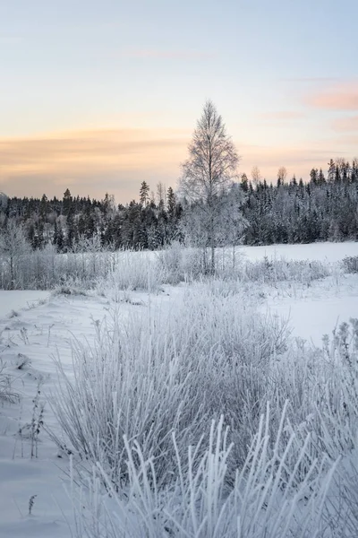 Eis Und Schnee Bedecken Gras Und Bäume Einer Gefrorenen Landschaft — Stockfoto