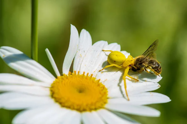 Detaillierte Nahaufnahme Einer Gelben Krabbenspinne Die Ihre Frisch Gefangene Beute — Stockfoto