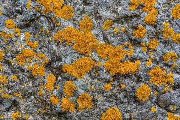 Liquen Amarillo Vibrante Que Crece Superficie Una Roca Creando Patrón — Foto de Stock