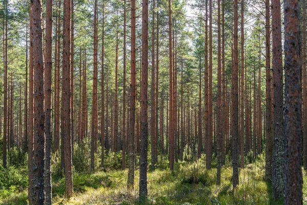 Jeune Forêt Pins Suède Printemps Ensoleillé Sol Forestier Vert — Photo