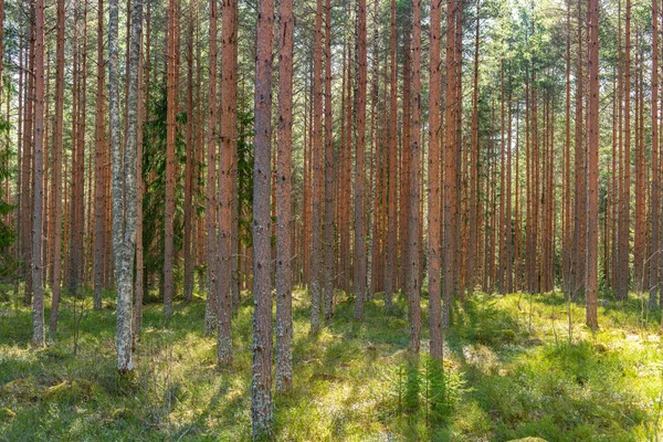 Jeune Forêt Pins Suède Printemps Ensoleillé Sol Forestier Vert — Photo