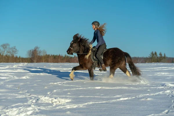 Sunny view of a Swedish young woman riding her dark Icelandic horse in a snow covered field. In bright winter sunlight and glittering cascades or spray of snow