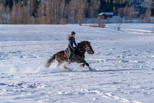 Vista Soleada Una Joven Sueca Montando Oscuro Caballo Islandés Campo — Foto de Stock