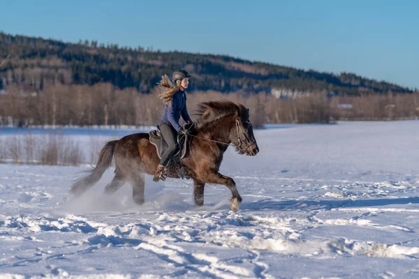 雪に覆われたフィールドで彼女の暗いアイスランドの馬に乗ってスウェーデンの若い女性の日当たりの良いビュー 明るい冬の日差しと輝くカスケードや雪のスプレーで — ストック写真