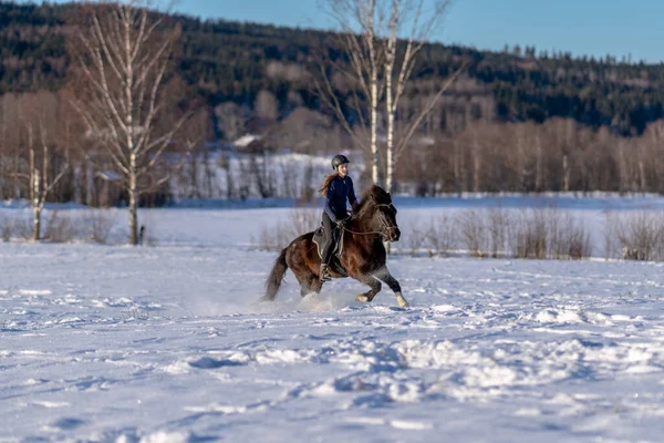 雪に覆われたフィールドで彼女の暗いアイスランドの馬に乗ってスウェーデンの若い女性の日当たりの良いビュー 明るい冬の日差しと輝く雪のカスケードでは — ストック写真