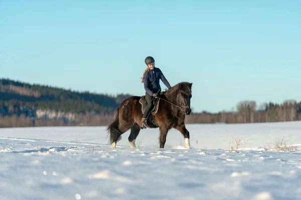 Solig Utsikt Över Svensk Ung Kvinna Rider Sin Mörka Islandshäst — Stockfoto