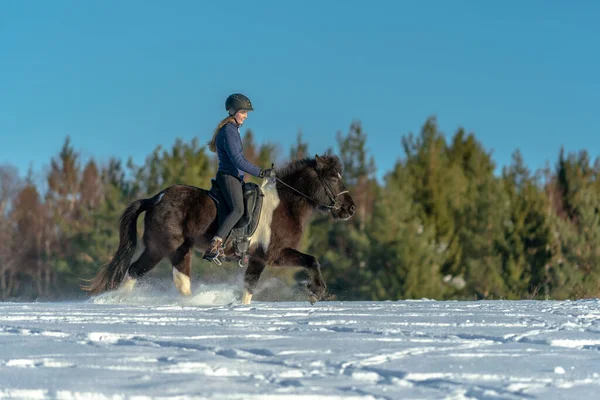 Vista Soleada Una Joven Sueca Montando Oscuro Caballo Islandés Campo — Foto de Stock