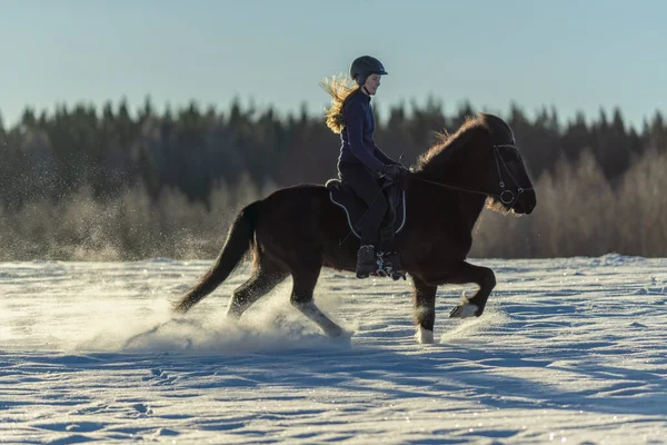 雪に覆われたフィールドで彼女の暗いアイスランドの馬に乗ってスウェーデンの若い女性の日当たりの良いビュー 明るい冬の日差しと輝く雪のカスケードでは — ストック写真