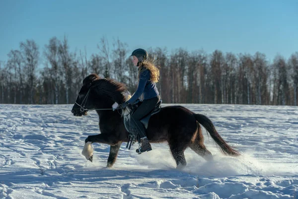 雪に覆われたフィールドで彼女の暗いアイスランドの馬に乗ってスウェーデンの若い女性の日当たりの良いビュー 明るい冬の日差しと雪の輝くスプレーで — ストック写真