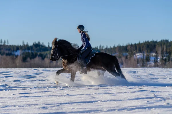 スウェーデンの若い女性は雪に覆われたフィールドで彼女の暗いアイスランドの馬に乗っている 明るい冬の日差しと雪の輝くスプレーで — ストック写真