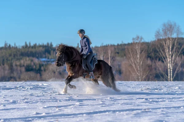 雪に覆われたフィールドで彼女の暗いアイスランドの馬に乗ってスウェーデンの若い女性の日当たりの良いビュー 明るい冬の日差しと雪の輝くスプレーで — ストック写真