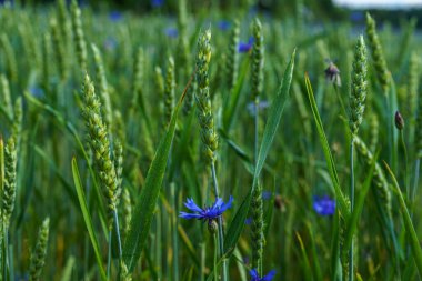 Yeşil pipetli ve mavi çiçekli taze buğday tarlasının ayrıntıları.