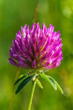 Tek bir pembe yonca çiçeğinin, parlak güneş ışığında yeşil bir arka planda detaylandırılmış hali.