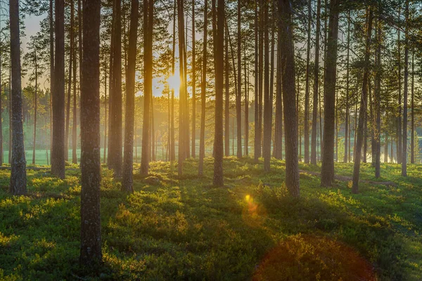 Hermosa Vista Desde Bosque Pinos Suecia Con Sol Que Sube — Foto de Stock