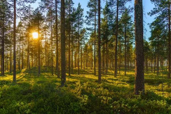 Belle Vue Été Sur Une Forêt Pins Avec Des Branches — Photo