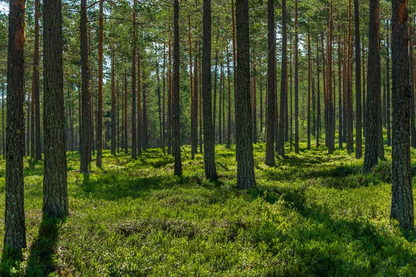 Beautiful Summer View Pine Forest Sweden Blueberry Sprigs Covering Forest — стокове фото