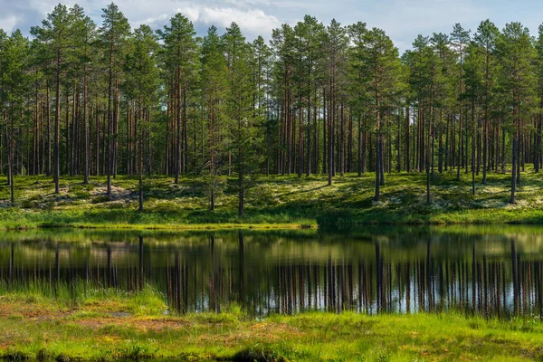Прекрасний Літній Вид Невелике Озеро Шведському Сосновому Лісі — стокове фото