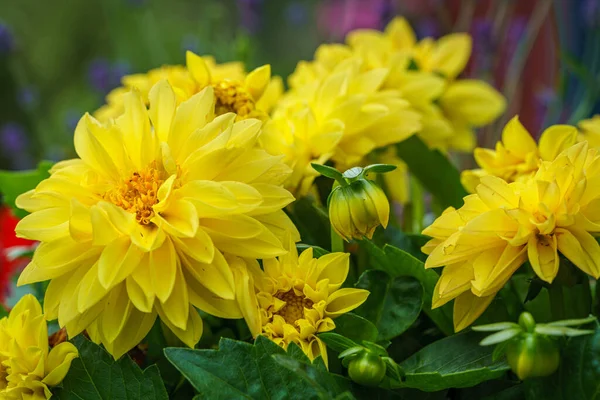 Detailed Close Group Beautiful Bright Yellow Dahlia Flowers — стоковое фото