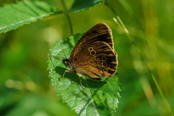 Detailed Close Ringlet Butterfly Aphantopus Hyperantus Sitting Green Leaf Sunlight — Stock Photo, Image