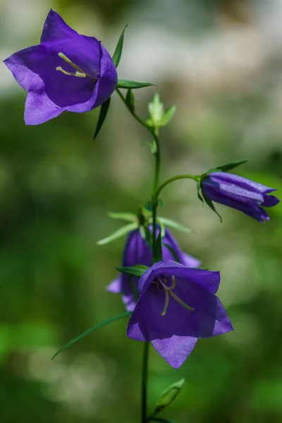Detallado Primer Plano Bellas Bellflowers Púrpura Sobre Fondo Bokeh Verde — Foto de Stock