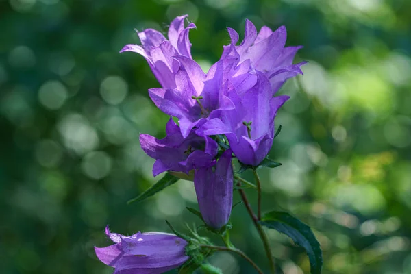 Detallado Primer Plano Racimo Bellas Bellflowers Púrpura Sobre Fondo Bokeh — Foto de Stock