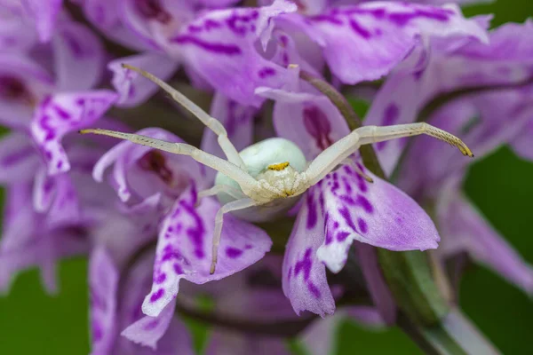Detailed Close White Crab Spider Lurking Prey Pink Heath Spotted — Stock Photo, Image