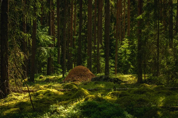 Gran Hormiguero Construido Medio Hermoso Bosque Pinos Abetos Suecia — Foto de Stock