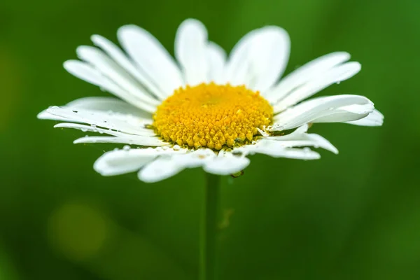 Detailed Close Beautiful Single Marguerite Flower Drops Morning Dew Soft — 스톡 사진