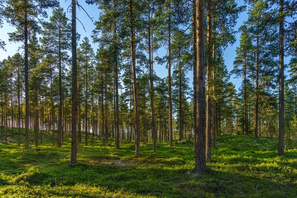 Belle Vue Été Sur Une Forêt Pins Avec Des Branches — Photo