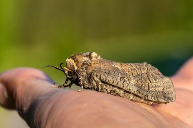 Büyük bir keçi güvesi olan Cossus Cossus 'un ayrıntıları. Akşam güneşinde elimde oturuyor.
