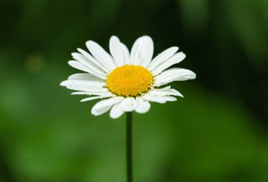 Tek bir Marguerite çiçeğinin detaylarıyla sabah çiğ damlaları ve yumuşak yeşil bir arka planla.