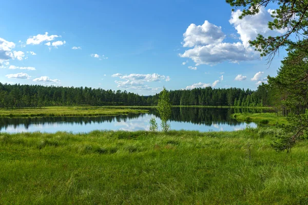 Beautiful Summer View Small Lake Northern Sweden Lush Green Vegetation — стокове фото